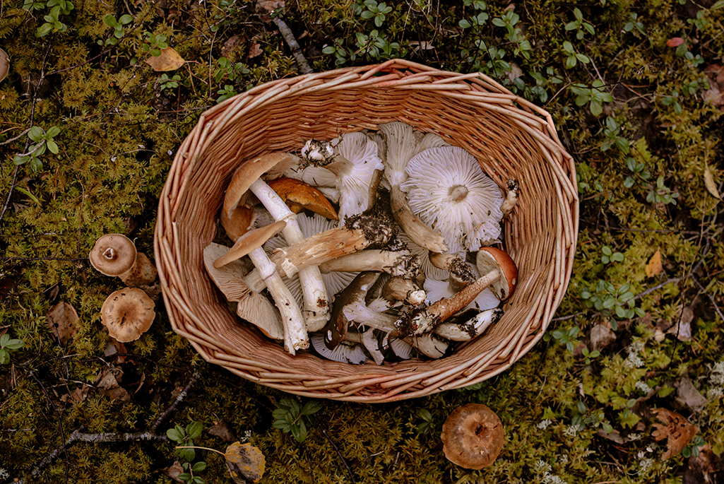 Foto på en korg som är fylld med olika sorters svampar. 