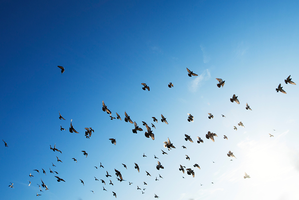Foto på fåglar som flyger på en blå himmel. 
