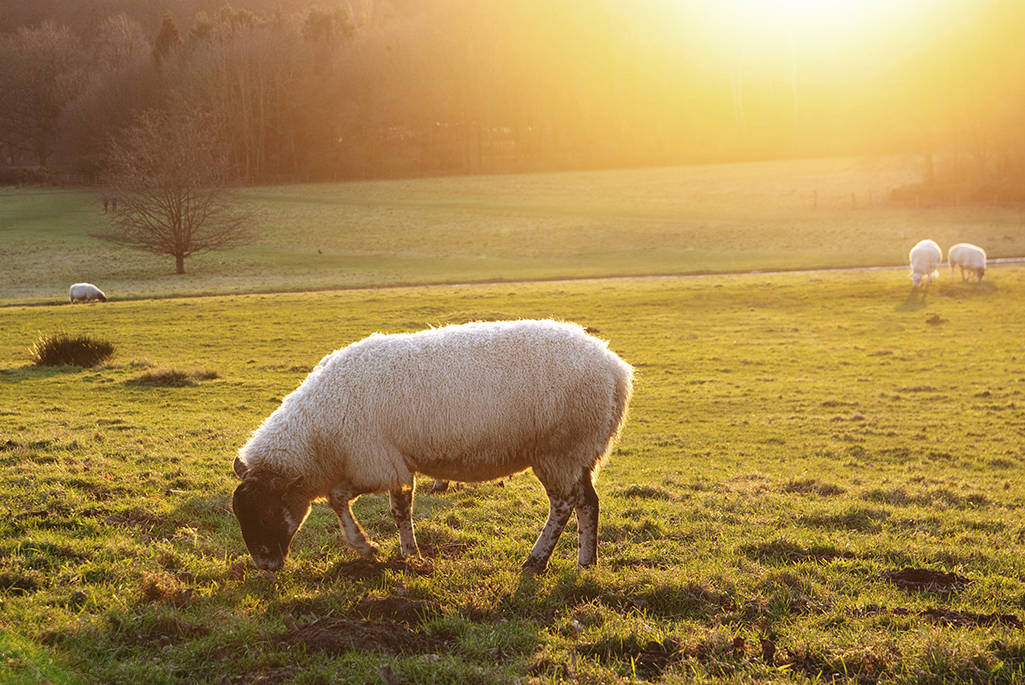 Foto på ett får på en åker. 