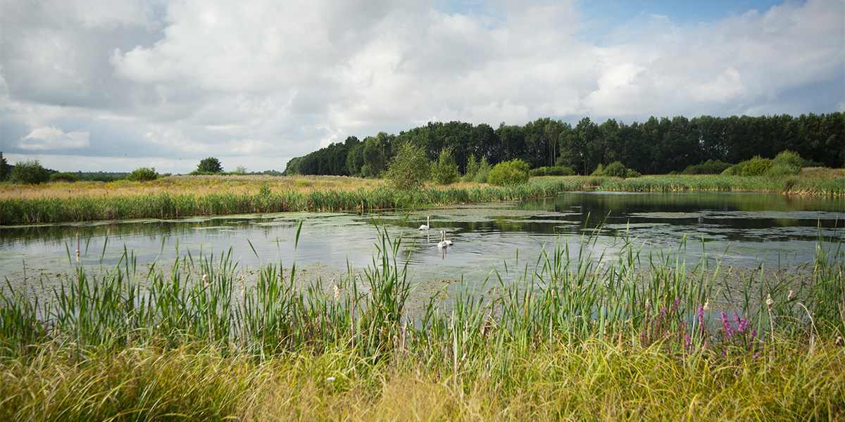 Vattenpark med svanar, omgiven av äng och gräs, foto