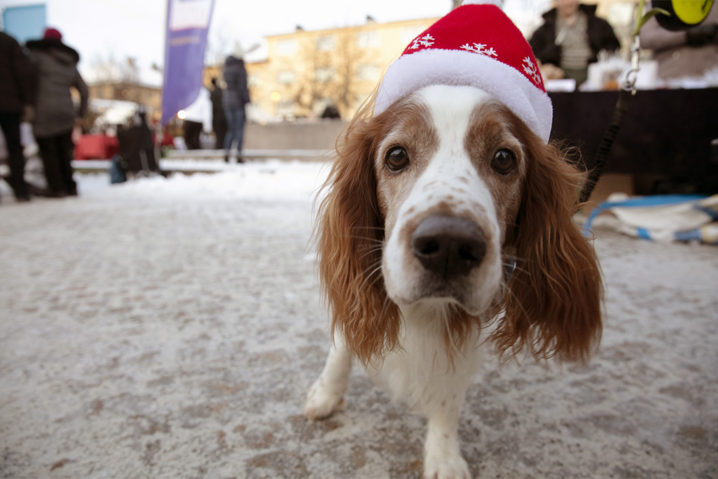 Foto på en hund med julmössa. 